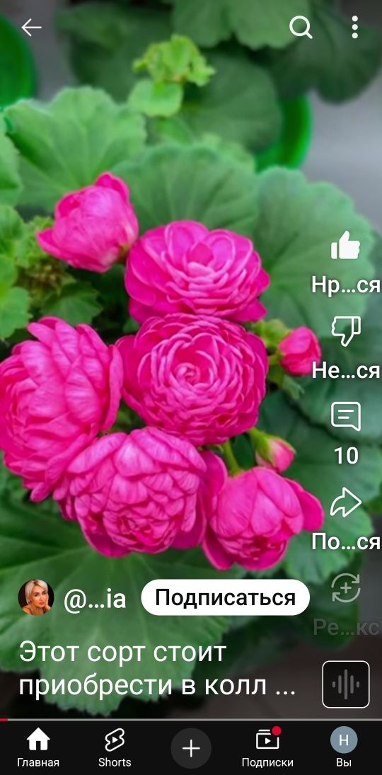 Продаётся сортовые герани по доступной цене