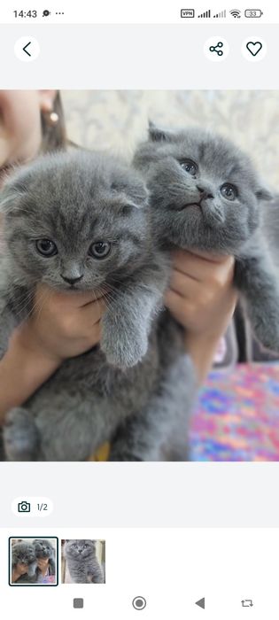 Вязка страйт британец