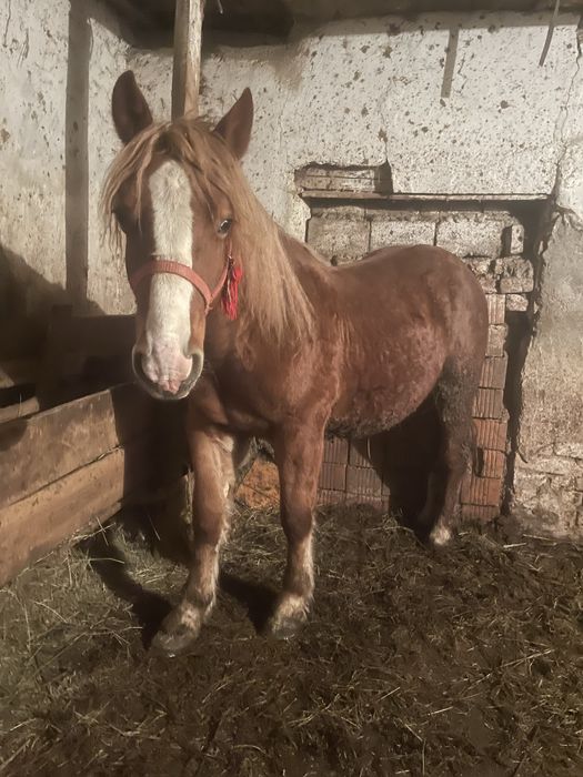 Vand 2 iepe si 2 mânji