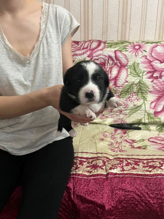 Отдам щенят в добрые руки