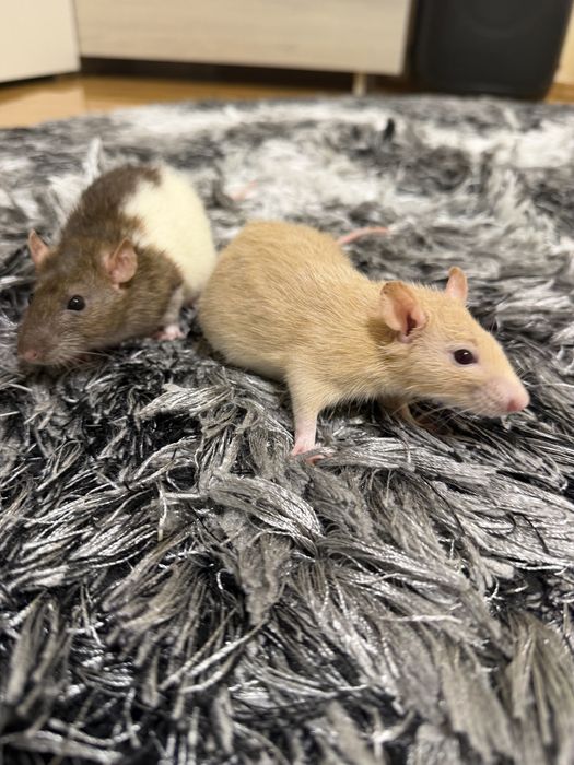 Sobolani de companie