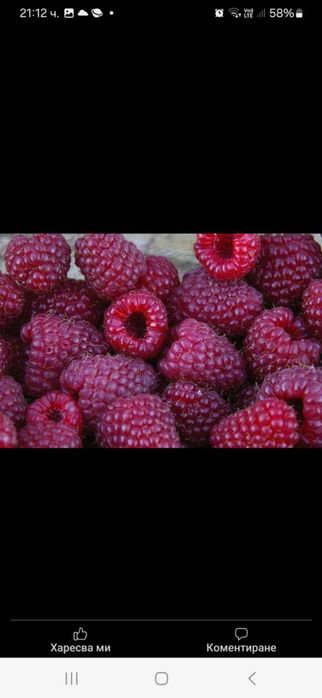 Продавам разсад ягоди и малини
