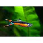 Pesti guppy endler