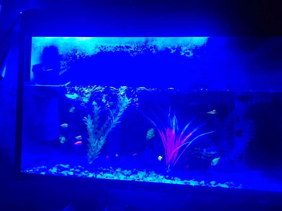 Akvarim ishidigi baliqlari bilan 20 ta baliqlari bilan kamplekt 700 mi