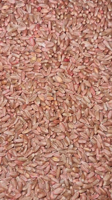 Пшеница для посева