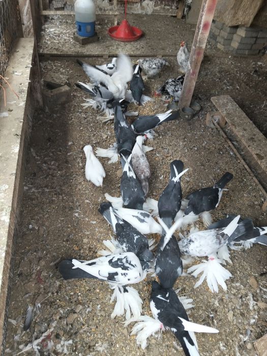 De vânzare porumbei gusati