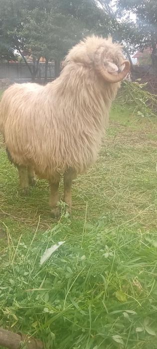 Vând berbec  de taeat sau pt reproducere