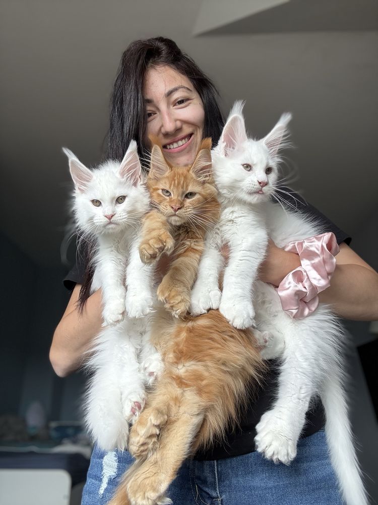 Мейн кун котенца / Мейн куун котенца / Maine coon kittens
