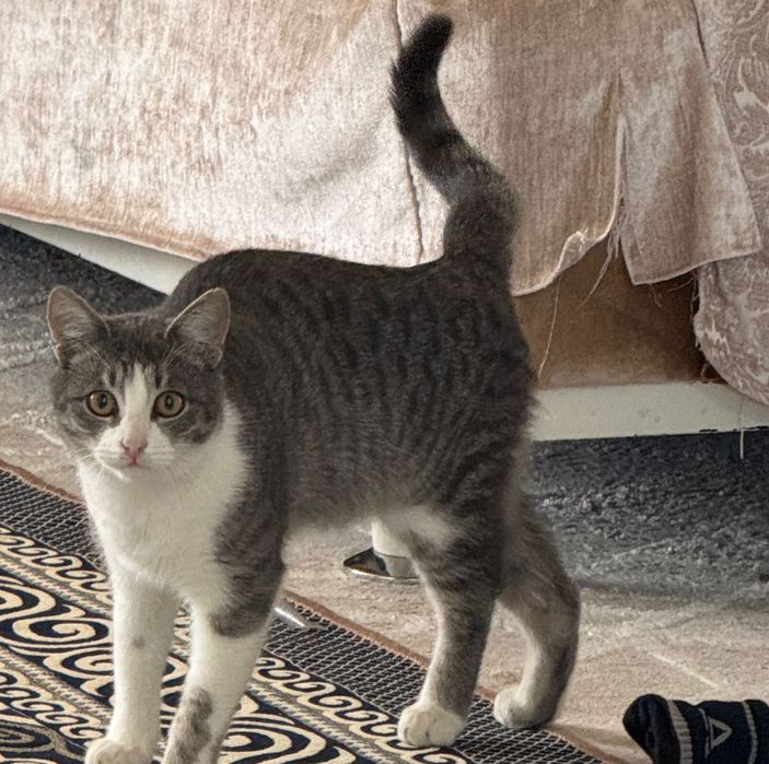 Отдам котенка в добрые руки