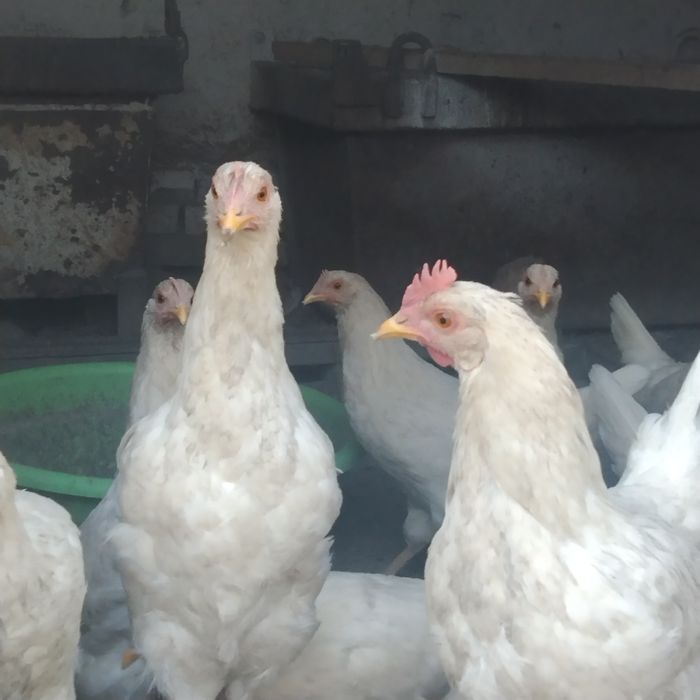 Уйда бокиган товук молотка сотилади срочно