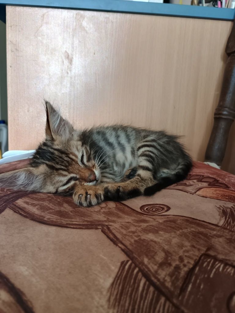 Малко котенце момченце