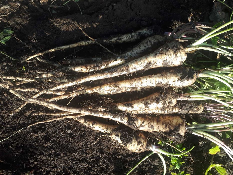 Vand morcov patrunjel  pastarnac