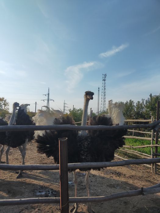 Struți masculi ,crescuți după rețeta