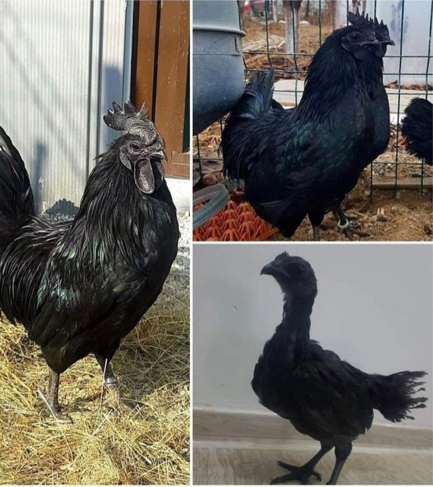 Ayam Cemani , oua de incubat, gaini complet negre rasa pura