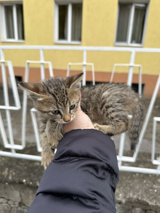 Подарявам женско коте