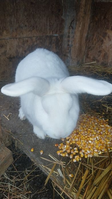 Iepuri de casa.rasa comuna.