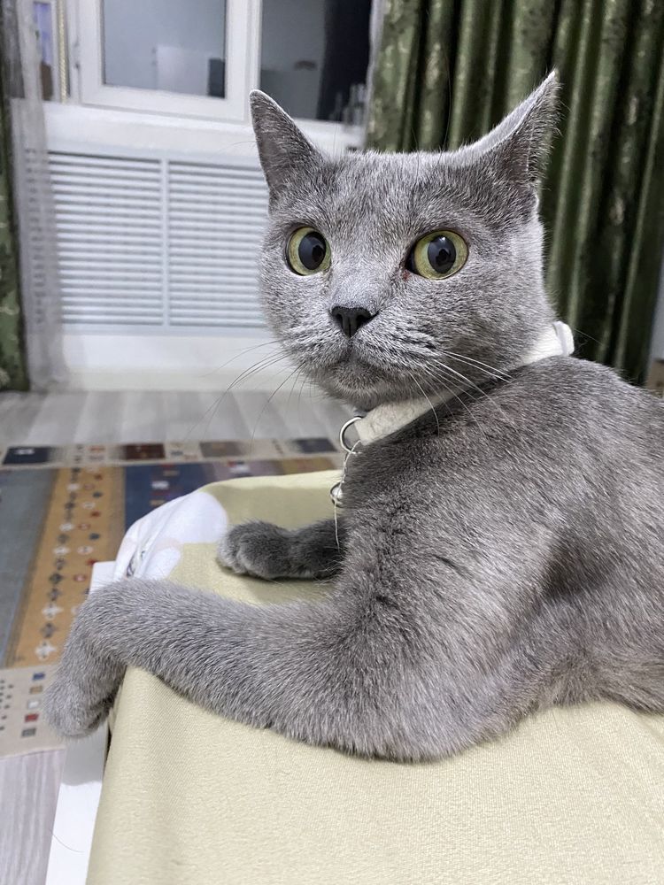 Ищем дом котятам