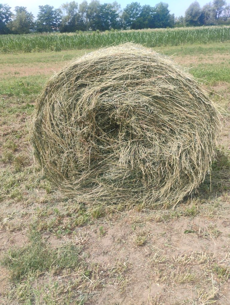 Vând baloți de lucernă