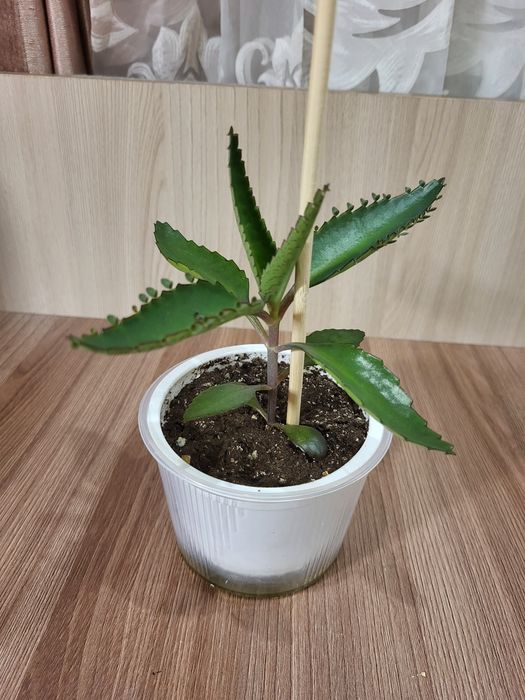 Каланхоэ Дегремона (Каланхоэ лечебный)