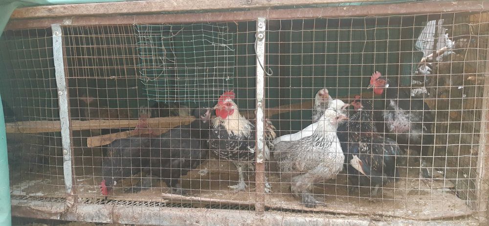 Yapon tovuqlar sotiladi