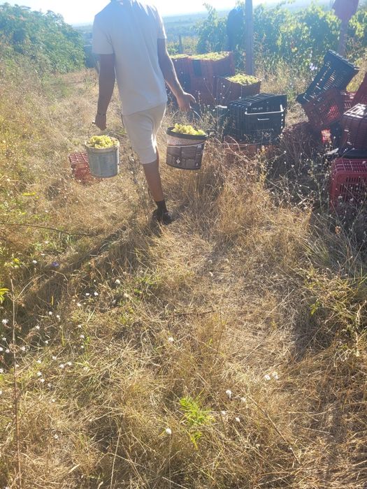 Struguri de vin feteasca