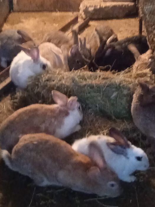 Продаются кролики