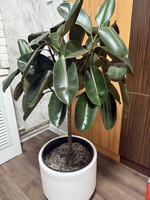 Продам фикус пересаженный