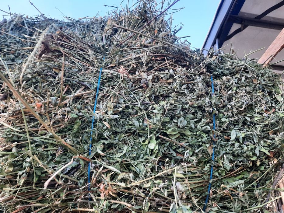 Vând baloti de lucernă.