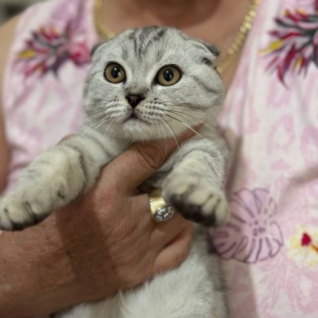 Виязка насл олишга