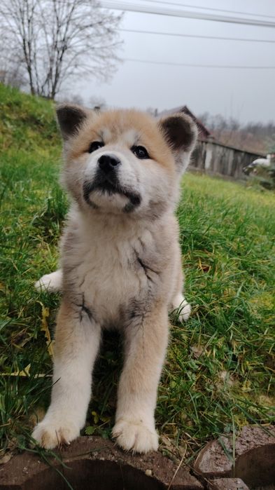 Mascul Akita Inu