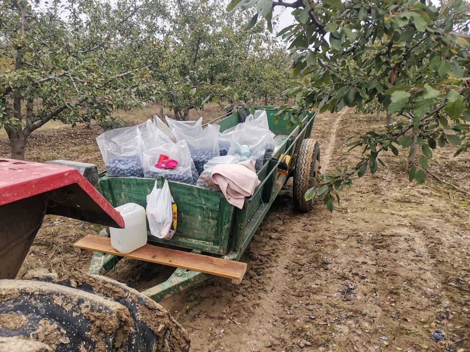 Vând prune de țuica