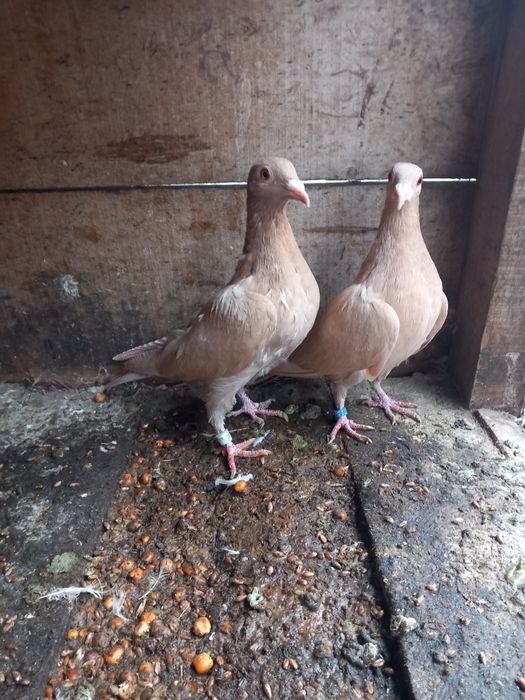 Vând pereche meulemans galben