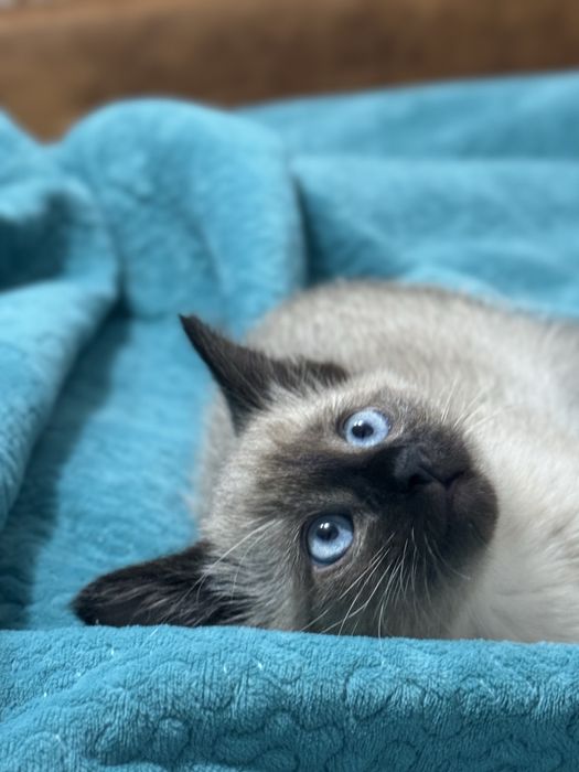 Котенок в добрые и любящие руки