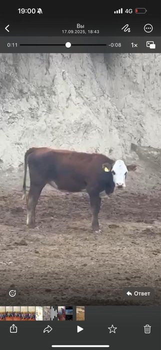 Құнажын сатамыз!