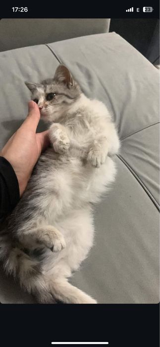 срочно отдам котенка в хорошие руки