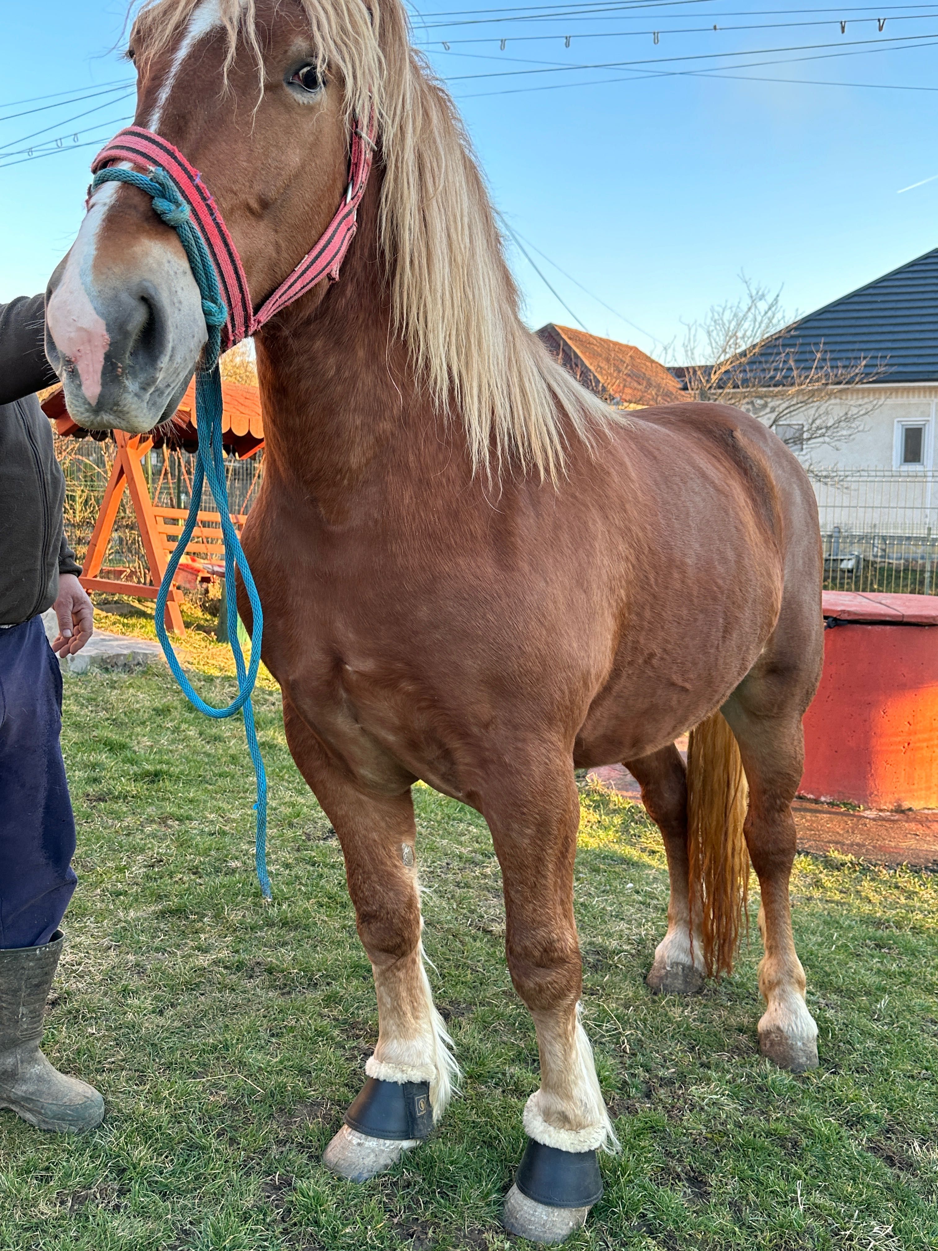 Vând două mânze de 3 ani