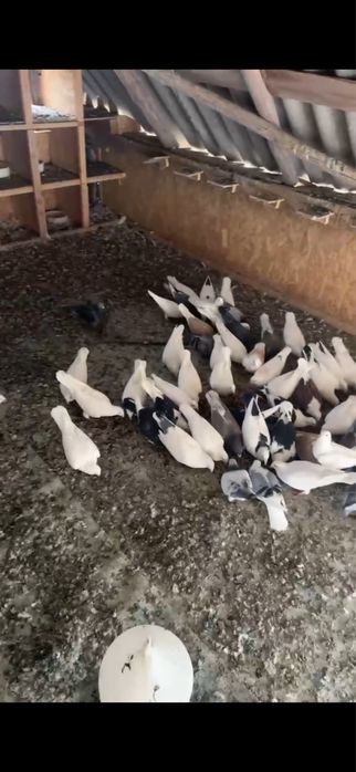 Porumbei voiajori albi pentru evenimente + ladita in forma de inima