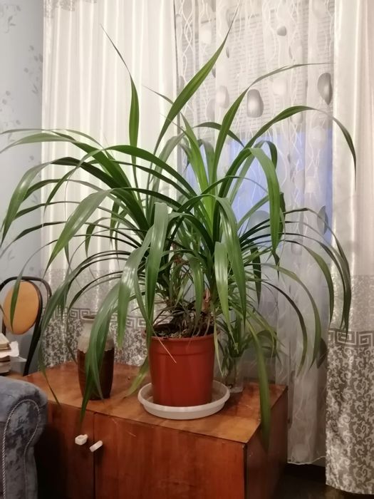 Домашние цветы, для дома