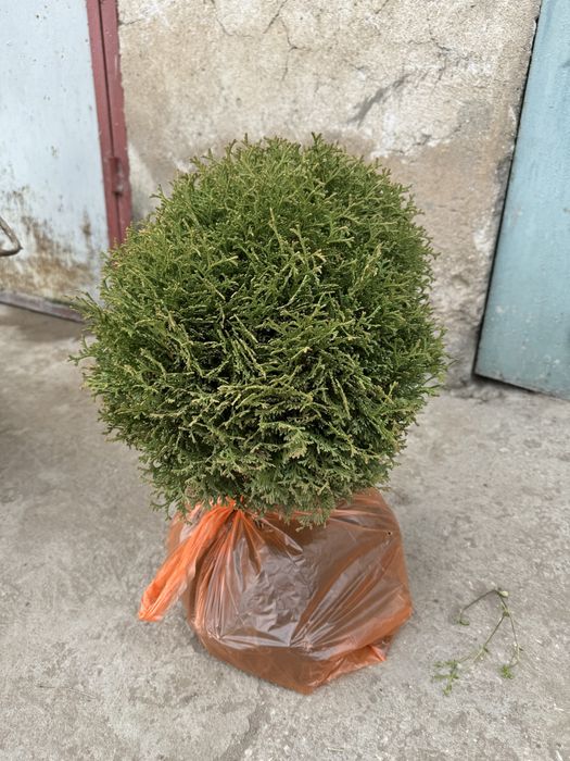 Западни туи Смарагд