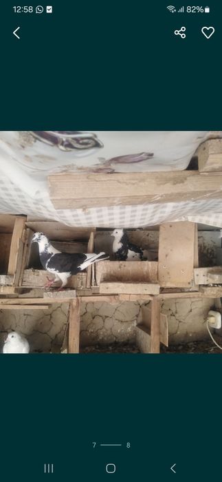 Кептерлер бакинский