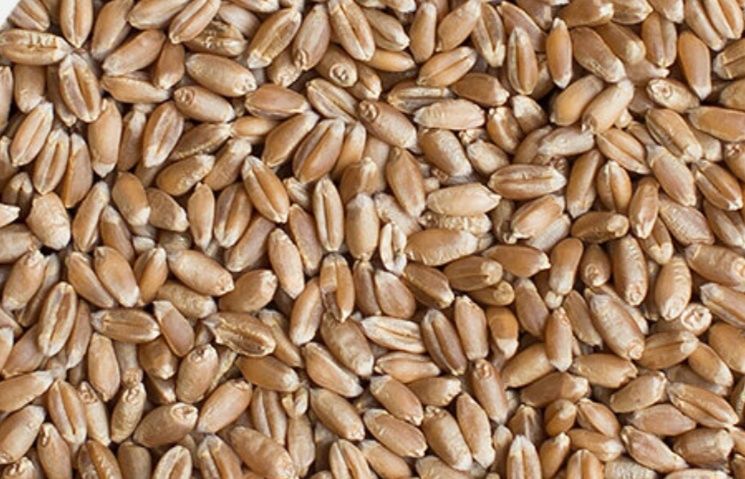 Фуражно жито за животни