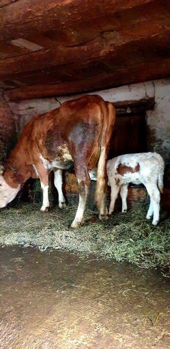 Vand o junica balțata românească cu vitea lângă ia fătat recent