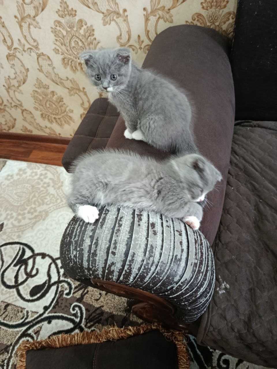 Котята скоттиш фолд! Очень игривые и добрые! Отличный друг!