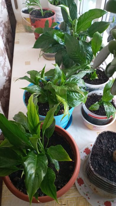 Комнатные растение женское счастье