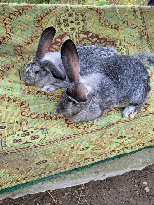 Femele uriaș german chinchilla
