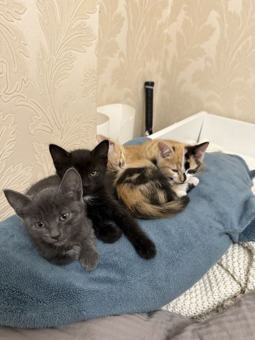 Котенок 3 месяца