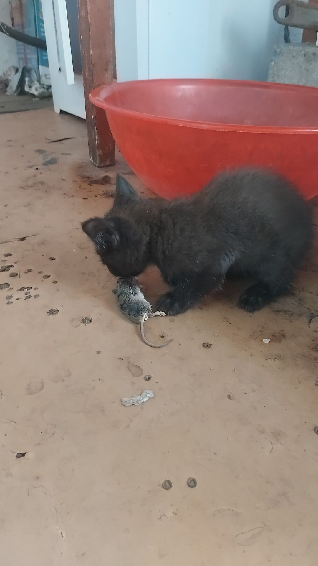 Котята. Отдам бесплатно