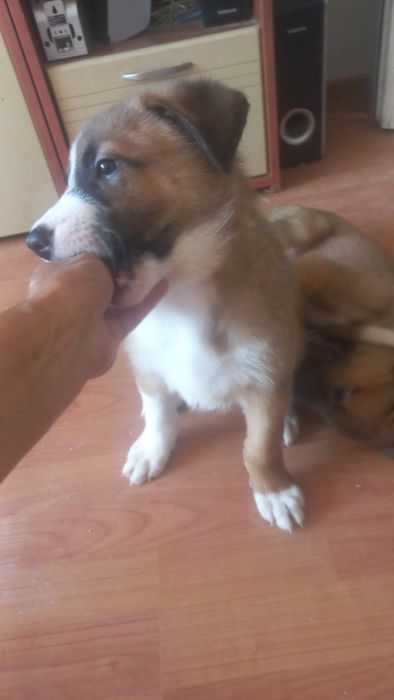 Подаряваме малки и големи кученца