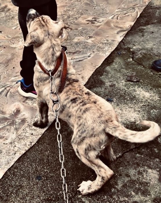 Перо де преса канарио