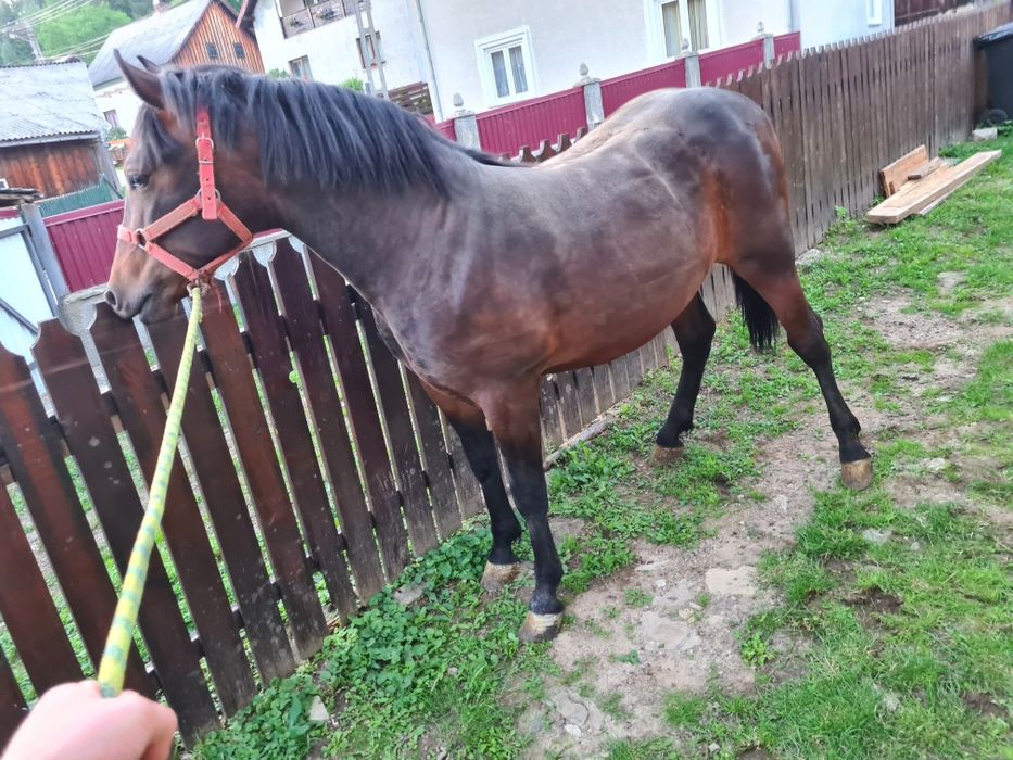 Iapa și mânz de vanzare